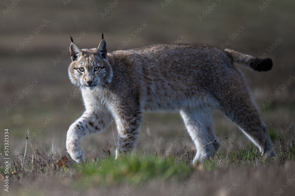 The lynx walks through the meadow and observes the surroundings. The lynx walks through the meadow and observes the surroundings.