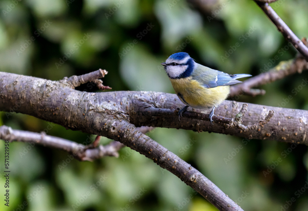 Eurasian Blue tit perched on tree branch in garden. Colorful bird with blue and yellow feathers. Blurred green background. Dublin, Ireland Eurasian Blue tit perched on tree branch in garden. Colorful bird with blue and yellow feathers. Blurred green background. Dublin, Ireland