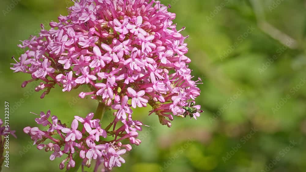 thick legged flower beetle on red valerian flower thick legged flower beetle on red valerian flower