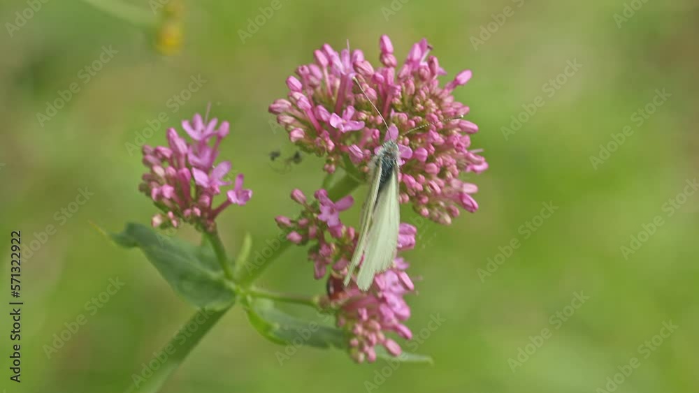 Green-veined White butterfly feeding on Red Valerian flowers Green-veined White butterfly feeding on Red Valerian flowers