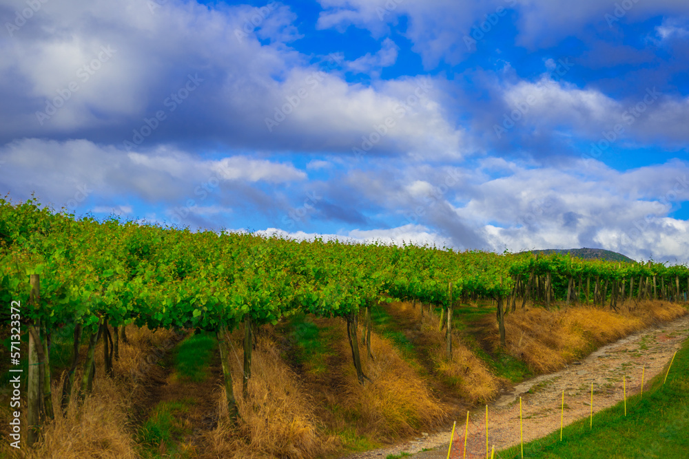Young vineyard plantation on a sunny day, basque country spain. Way of Saint James, El Camino de Santiago