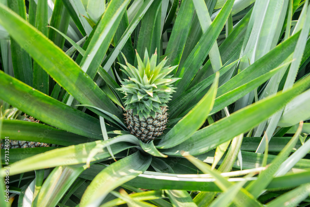 THAILAND PRACHUAP HUA HIN PINEAPPLE PLANTATION THAILAND PRACHUAP HUA HIN PINEAPPLE PLANTATION