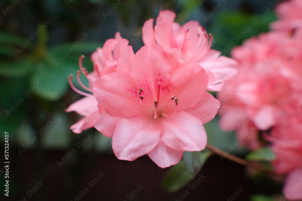 Close up of cluster of pink flowers in full bloom in a garden Close up of cluster of pink flowers in full bloom in a garden