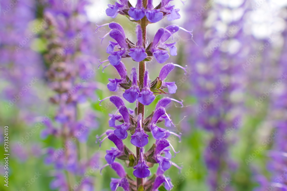Naklejka premium Close up of lavender flowers in full bloom on a warm sunny day in a garden
