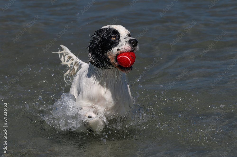 Soaking wet spaniel puppy holding a red ball for his owner to throw again for the chase on the beach Soaking wet spaniel puppy holding a red ball for his owner to throw again for the chase on the beach