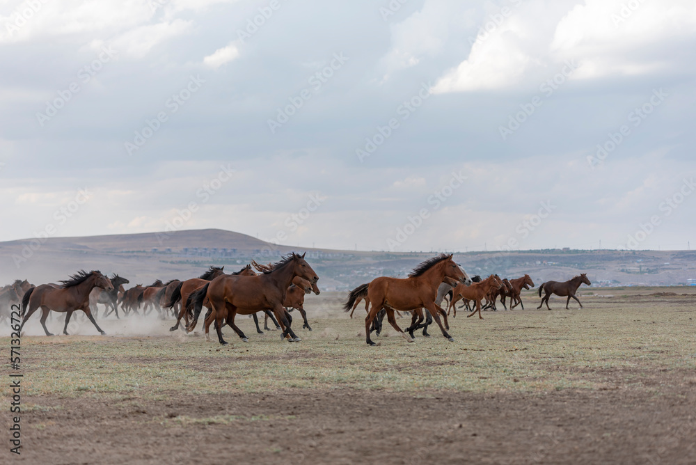 herd of horses