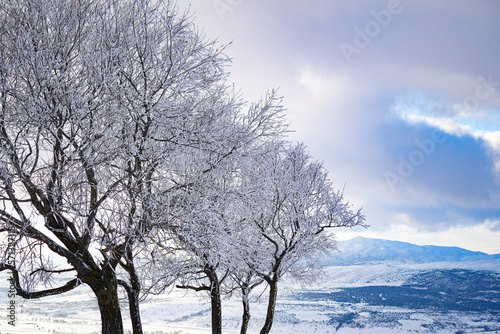snow covered tree and mountain landscape photo