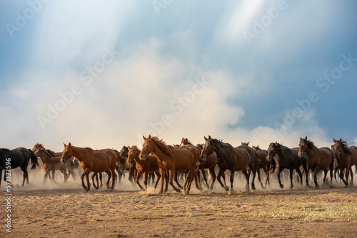 herd of horses on the pasture