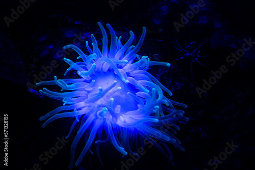 Anemone in purple light with black background