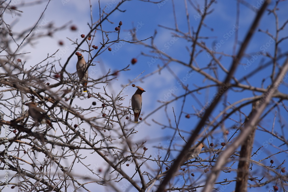 Flock of Cedar Waxwing