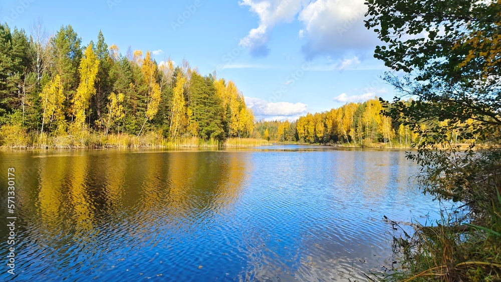 Alder grows on the shore of the lake, reed grows in the water, and trees with yellow foliage stand on the opposite shore. On an autumn day the trees and the sky with clouds are reflected in the water 