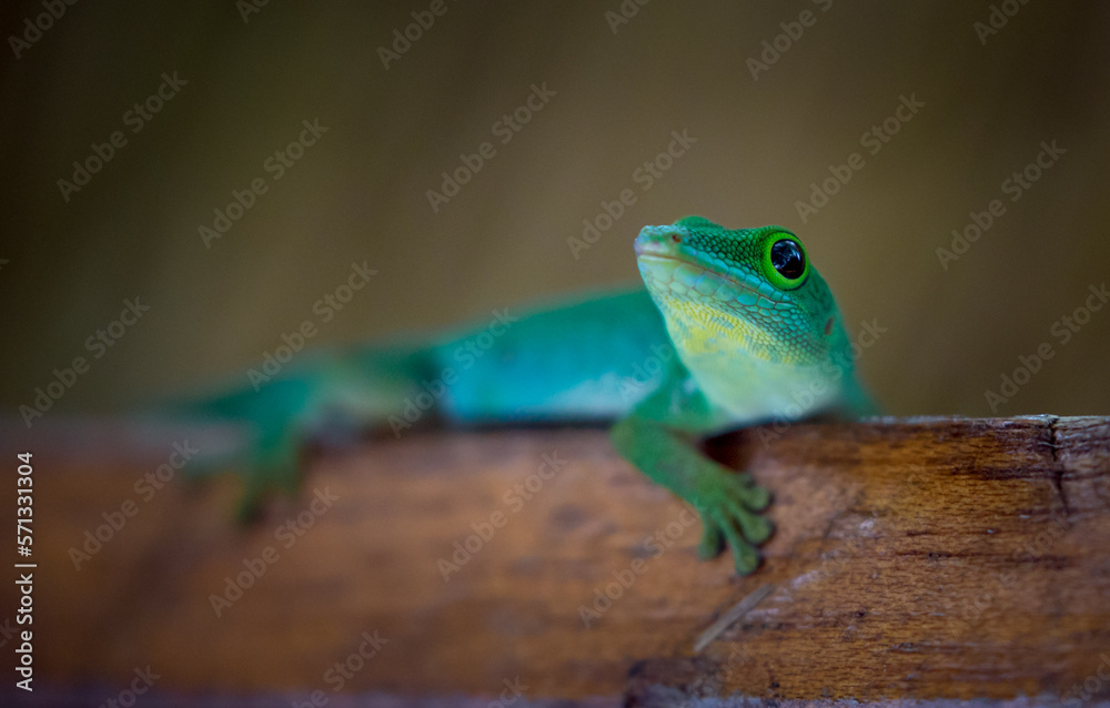 Naklejka premium Lizard on Palm Leaves Tropical Background Sun Light Holiday Travel Design Space Palm Trees Branches Landscape Indonesia Seychelles Philippines Travel Island Relax Sea Ocean. green felzuma