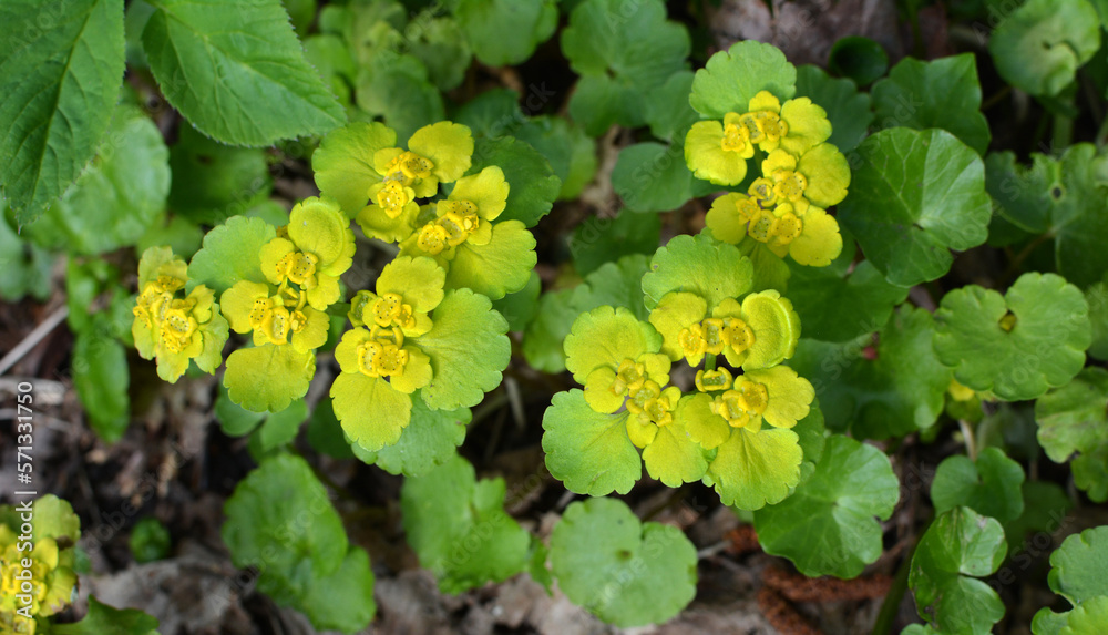 Chrysosplenium alternifolium blooms in nature in spring Chrysosplenium alternifolium blooms in nature in spring