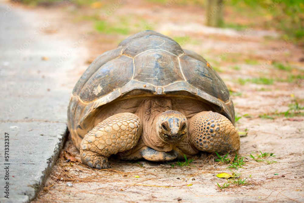 Fototapeta premium Gigantic Turtles in Seychelles, Rare Endemic Species, Giant Turtle, Aldabra Island, Population, Gigantic Turtles in Seychelles, Rare Endemic Species, Giant Turtle, Aldabra Island.