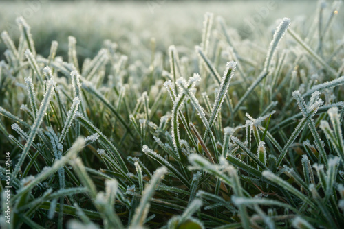 Close up of straws of frosty grass in the sunrise