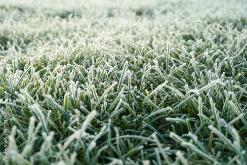 Close up of straws of frosty grass in the sunrise
