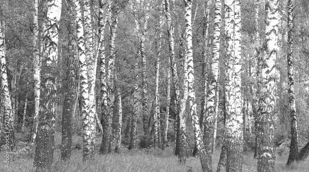 Fototapeta premium Beautiful birch trees in autumn