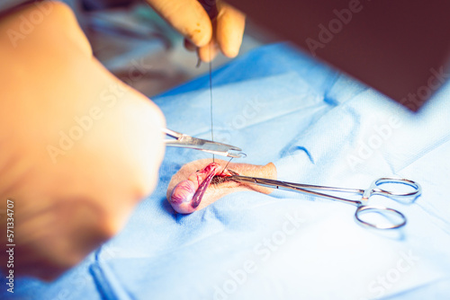 Vet castrating a dog,cutting the spermatical cord with a scissors.Operation by a veterinarian.Veterinary castration concept.Closeup.Selective focus. photo