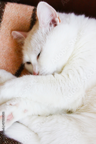 White cat is sleeping. Turkish angora. Van cat with blue and green eyes. Adorable pets, heterochromia