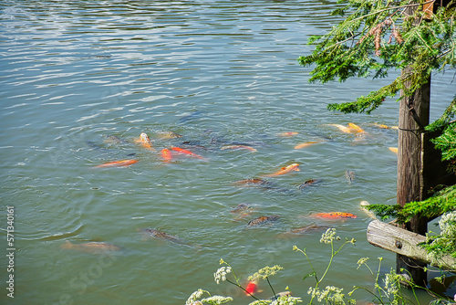 Koi Karpfen im See, Hintergrund, 