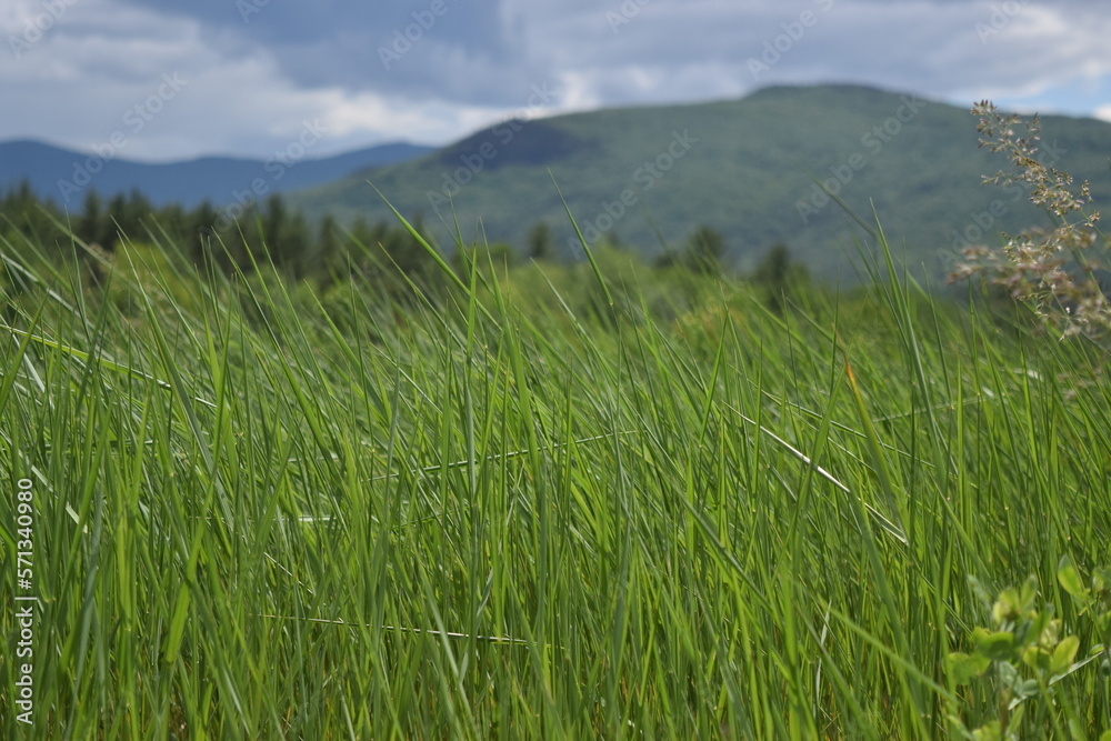 Tall Grass in Meadow