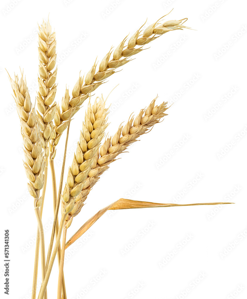 Sheaf of Wheat ears, isolated on transparent background. Png format. - obrazy, fototapety, plakaty 