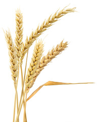 Sheaf of Wheat ears, isolated on transparent background. Png format.