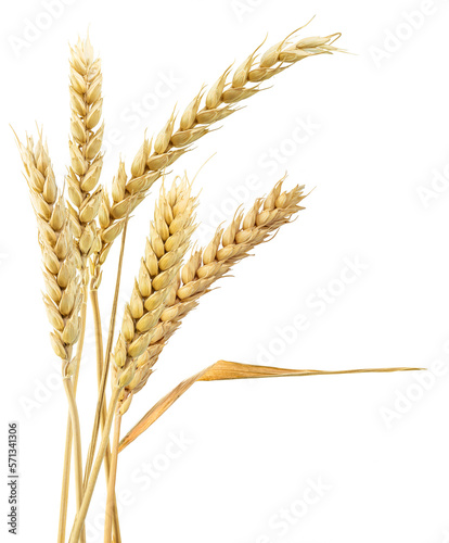 Sheaf of Wheat ears, isolated on transparent background. Png format.