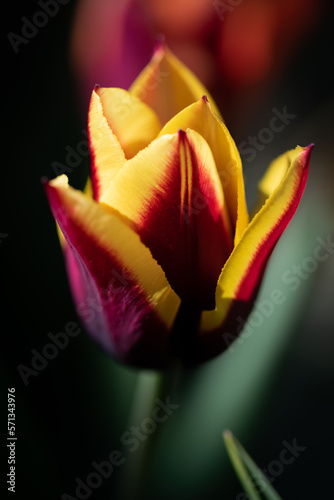 Fototapeta tulip