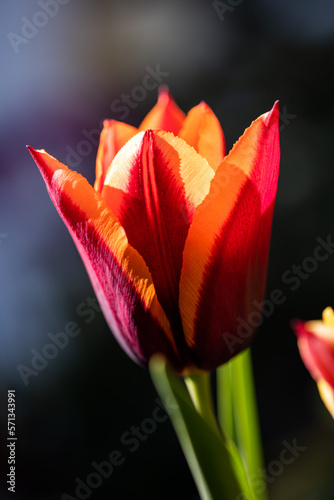 Obraz na plátně red tulip close up