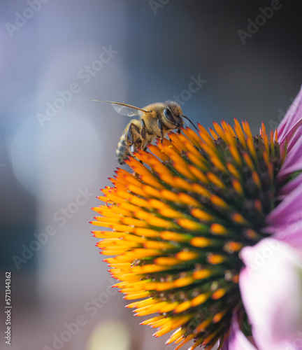 Fotografie bee on a flower