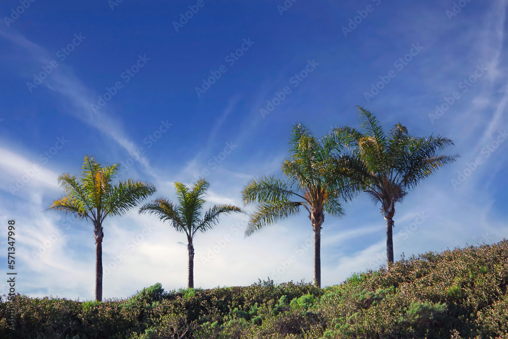 Palm trees on a cliff above the pacific ocean
