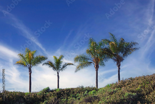 Palm trees on a cliff above the pacific ocean
