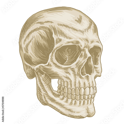 DETAILED HUMAN SKULL HAND DRAWN ILLUSTRATION