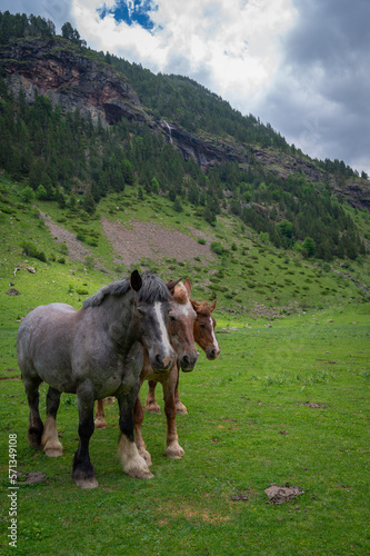 Three horse heads together in a valley, with a snowy mountain in the background, in Huesca (Spain) © Fuentes RAW