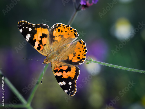 Painted lady (Vanessa cardui) during summer