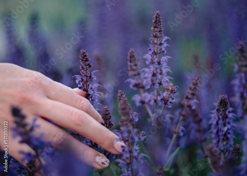 Female hands and purple plant