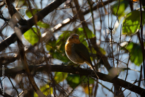 Rotkehlchen auf einem Ast mit Sonnenstrahlen von der Seite. Robin on a branch with sunbeams from the side.