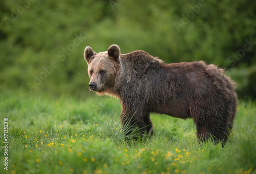 Photography Wild brown bear ( Ursus arctos )