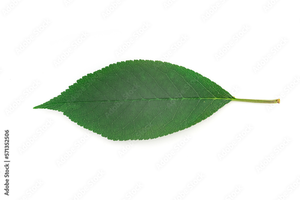Fototapeta premium Leaf of cherry isolated on white background