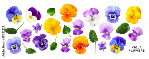 Viola pansy flower. Beautiful spring flowers and leaves set. PNG isolated with transparent background. Flat lay, top view. Without shadow.