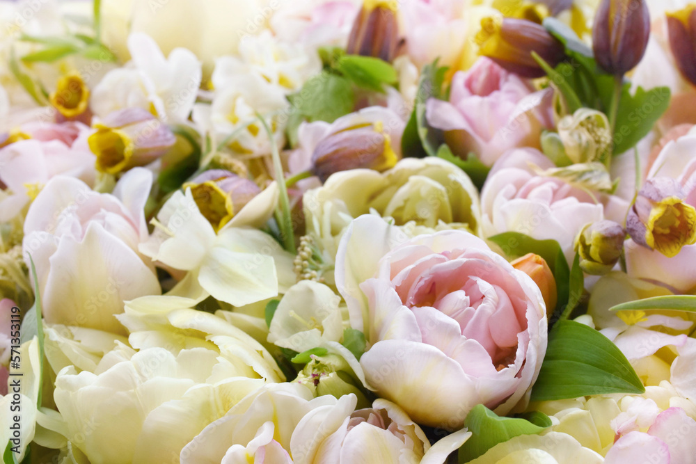 Obraz premium Blossoming light pink tulips, green leaves and spring flowers festive background, bright springtime bouquet floral card, flowerwall image