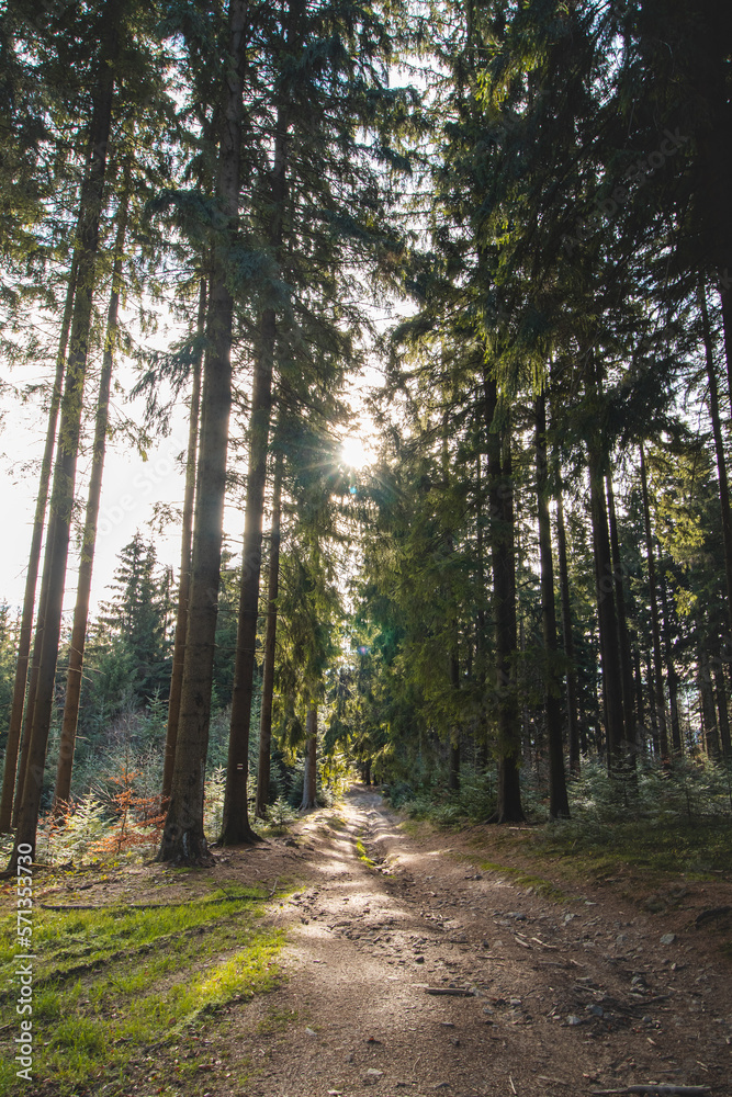 Fototapeta premium Forest path passing through a lush pine forest in remote parts of Beskydy mountains, Czech Republic. The joy of fresh air