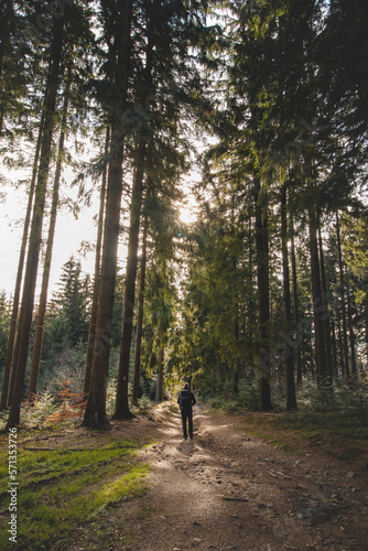 Walk through a fragrant and pine forest at sunset in the remote corners of the Beskydy mountains, Czech republic