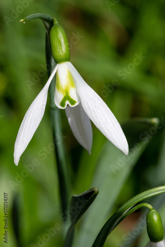 Close up of a Fieldgate Produce greater snowdrop (galanthus elwesii) flower in bloom