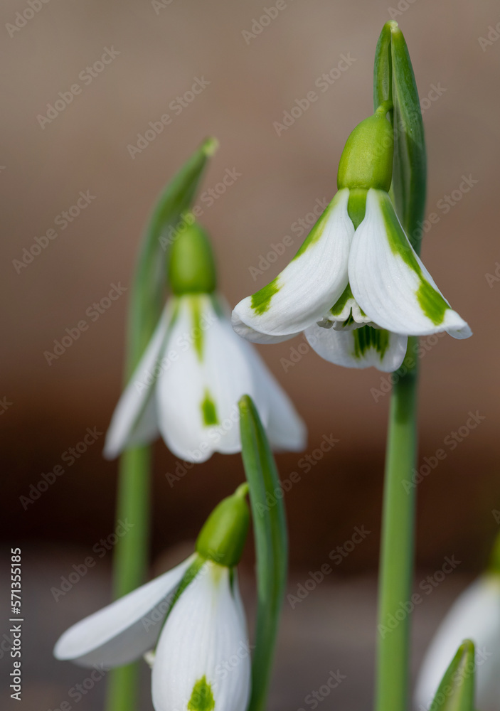 Galanthus South Hayes snowdrops in bloom Galanthus South Hayes snowdrops in bloom