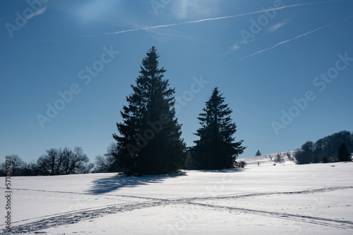 Fir trees in winter with snow and blue sky