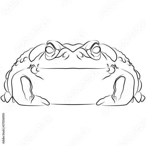 Colorado River Toad of the Colorado River, Bufo alvarius a toad from the Sonoran desert with poisonous toxin hallucinogenic glands frog warty, warts toad tailless, amphibians from the front view conto