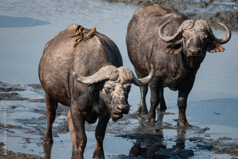 Cape Buffalo: Mandavu Pan, Hwange National Park Cape Buffalo: Mandavu Pan, Hwange National Park