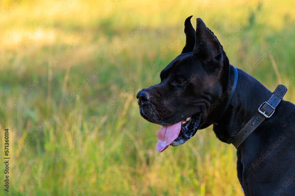Huge black dog of Great Dane breed in nature with selective focus
